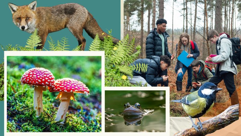 GCSE natural history: what schools need to know